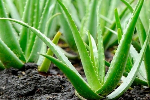 Aloe Vera