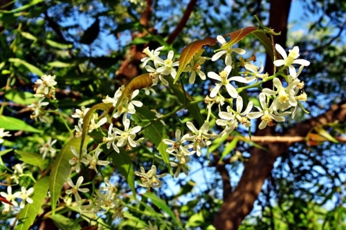 Flor de Neem