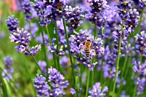 Lavanda